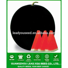 NW021 Achen chinese dak green watermelon seeds for agricultural